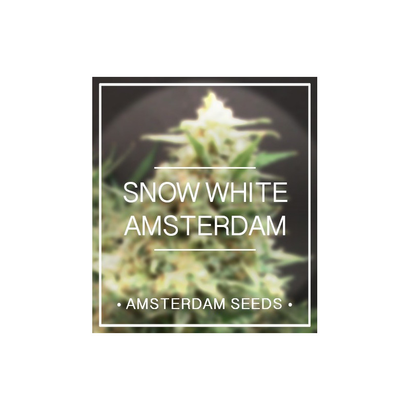 Snow white amsterdam seeds Snow white amsterdam seeds