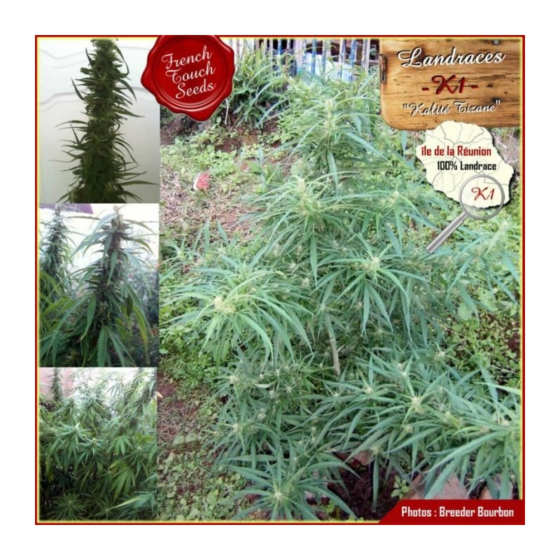 Landrace K1 french touch seeds régulières
