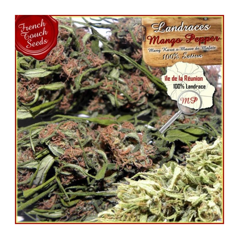 Mango pepper french touch seeds régulières