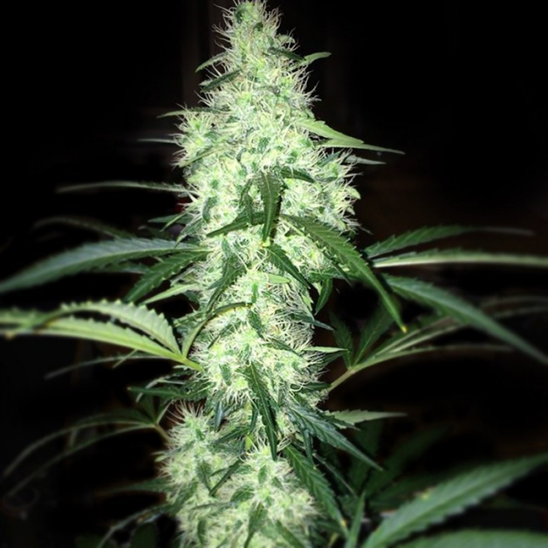 Irie french touch seeds régulières Irie french touch seeds régulières