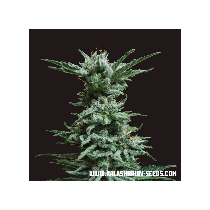 Ak skunk kalashnikov seeds Ak skunk kalashnikov seeds
