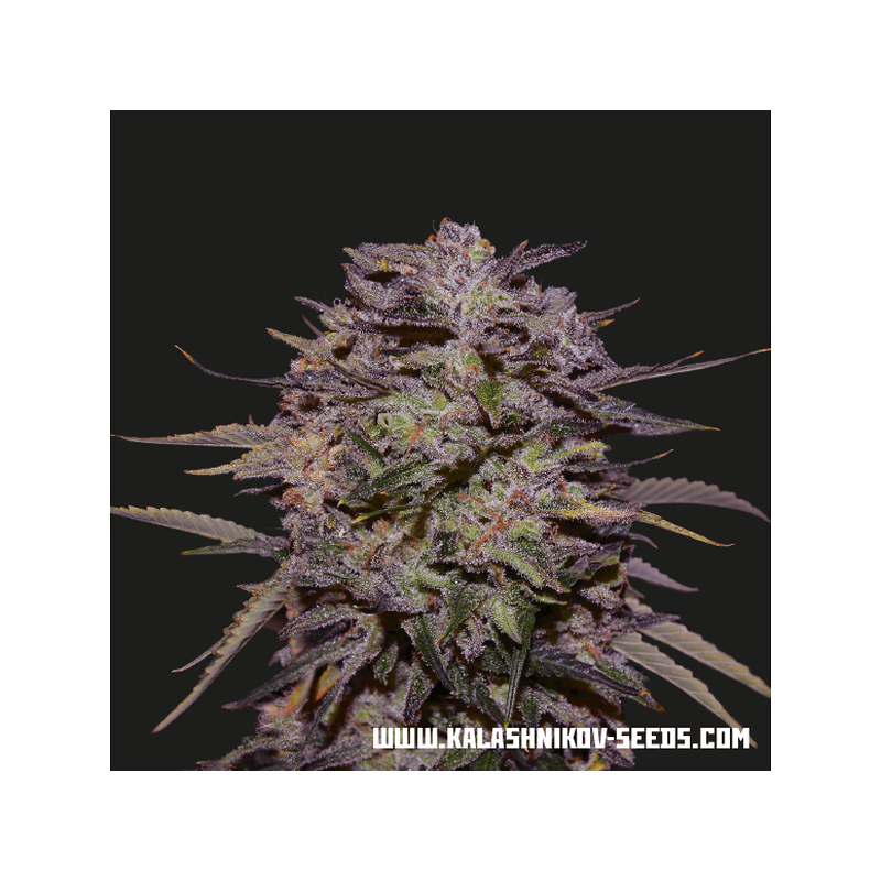 Purple russian express kalashnikov seeds Purple russian express kalashnikov seeds