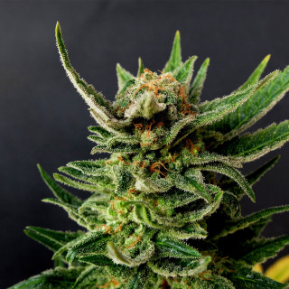Gypsy kush kannabia féminisée