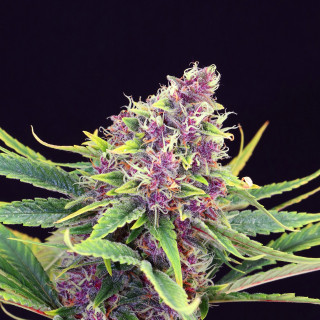Purple kush kannabia féminisée