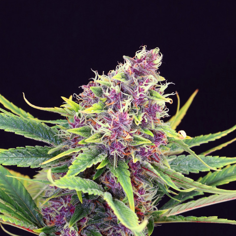 Purple kush kannabia féminisée