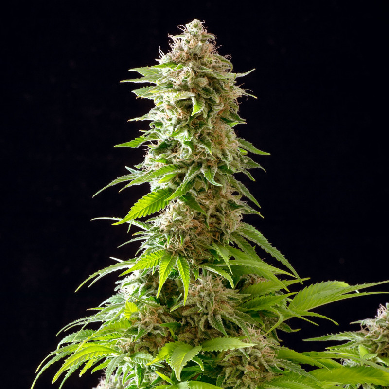 Cookies haze kannabia féminisée Cookies haze kannabia féminisée