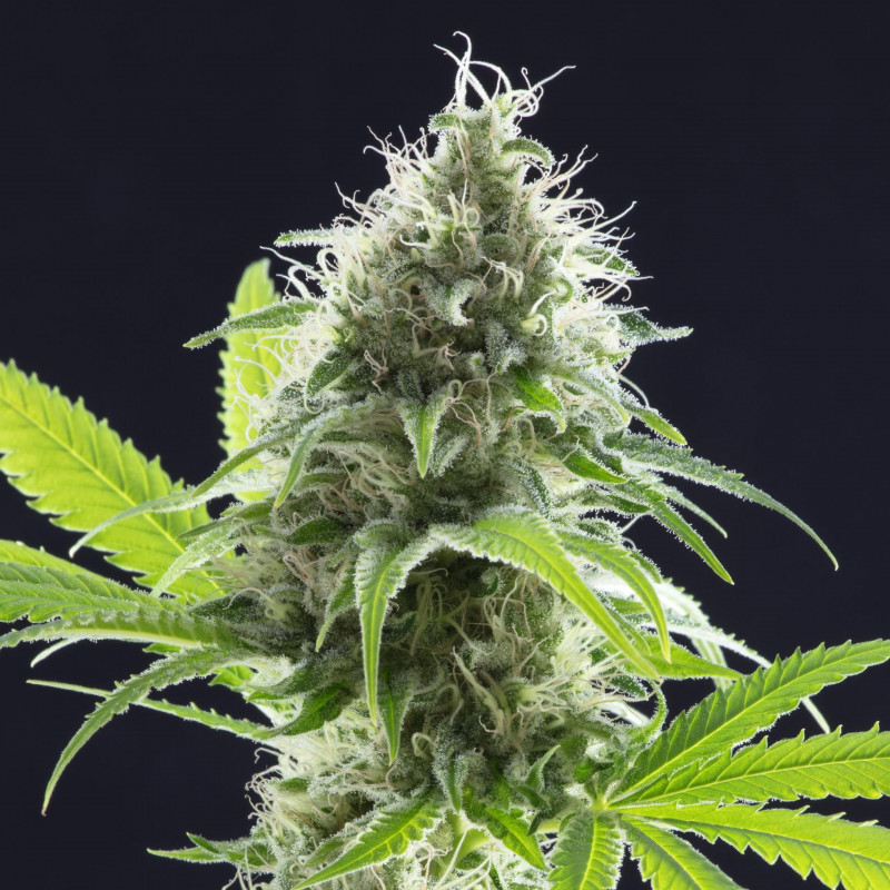 Kama kush cbd kannabia féminisée Kama kush cbd kannabia féminisée