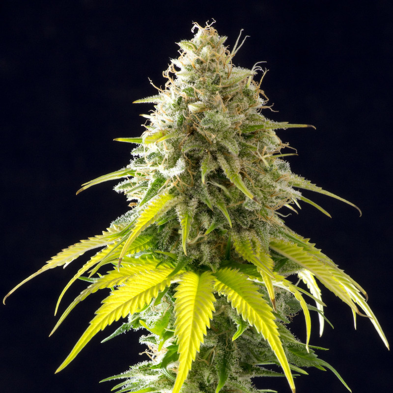 Mataro blue cbd kannabia féminisée Mataro blue cbd kannabia féminisée