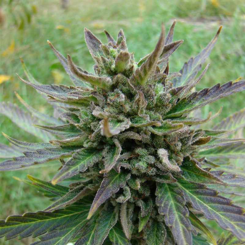 Kickass auto kannabia seeds