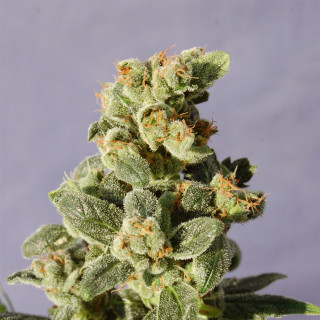 Gnomo auto kannabia seeds