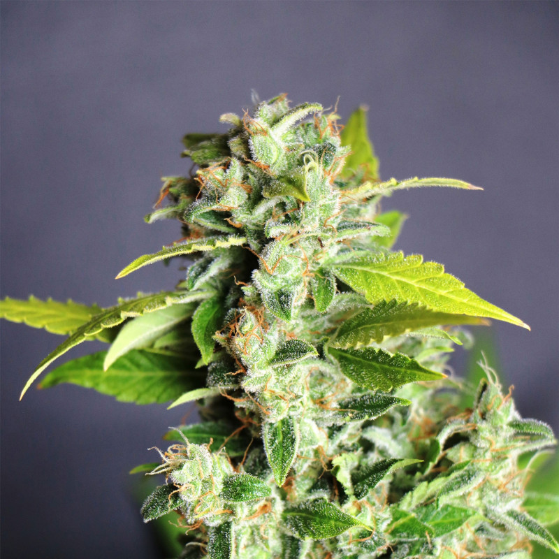 Mikromachine auto kannabia seeds