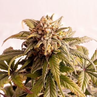 Speedy boom auto kannabia seeds
