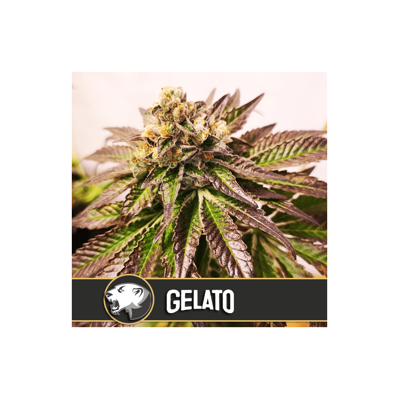 Gelato blimburn seeds féminisée Gelato blimburn seeds féminisée