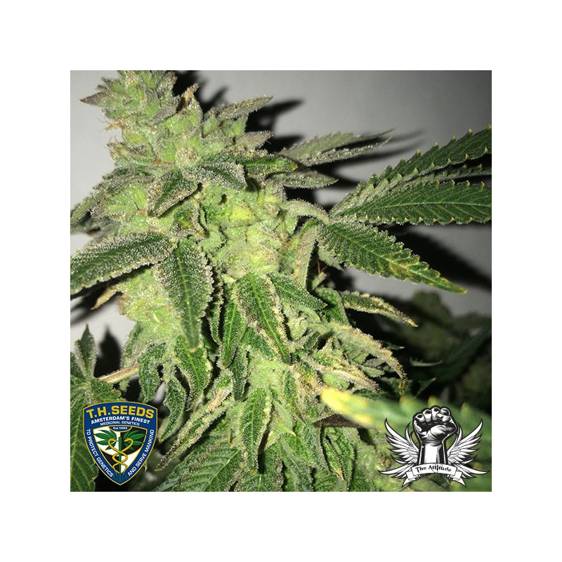 Shiloh z thseeds x massive creations Shiloh z thseeds x massive creations