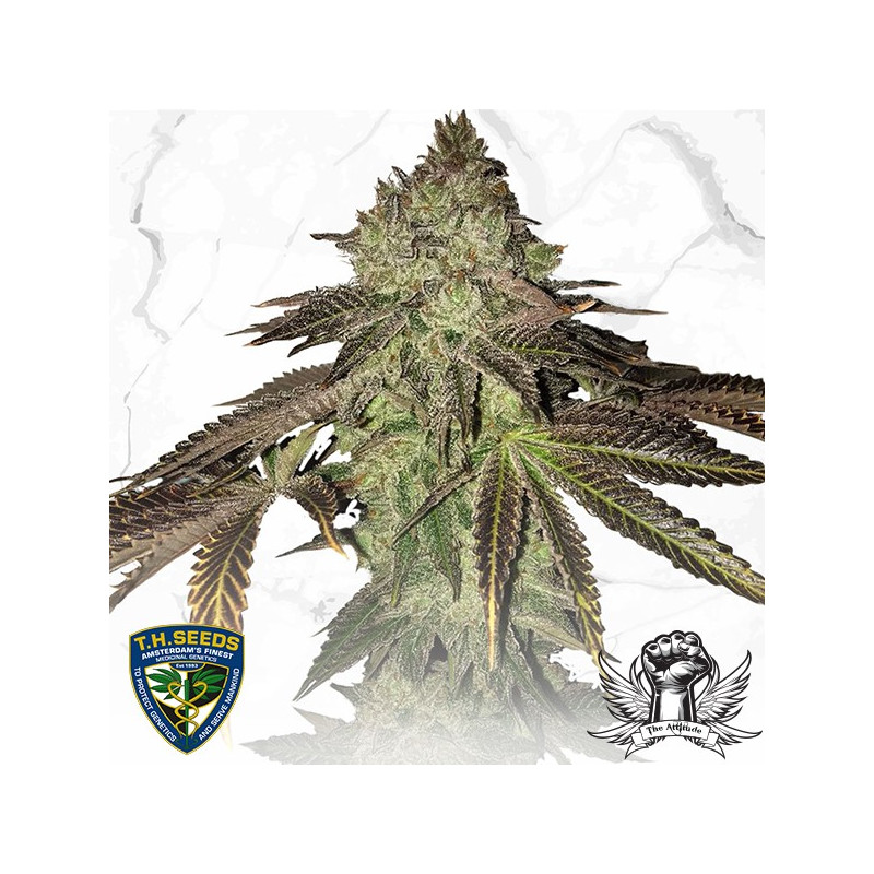 Gelato 33 x birthday cake thseeds limited édition Gelato 33 x birthday cake thseeds limited édition