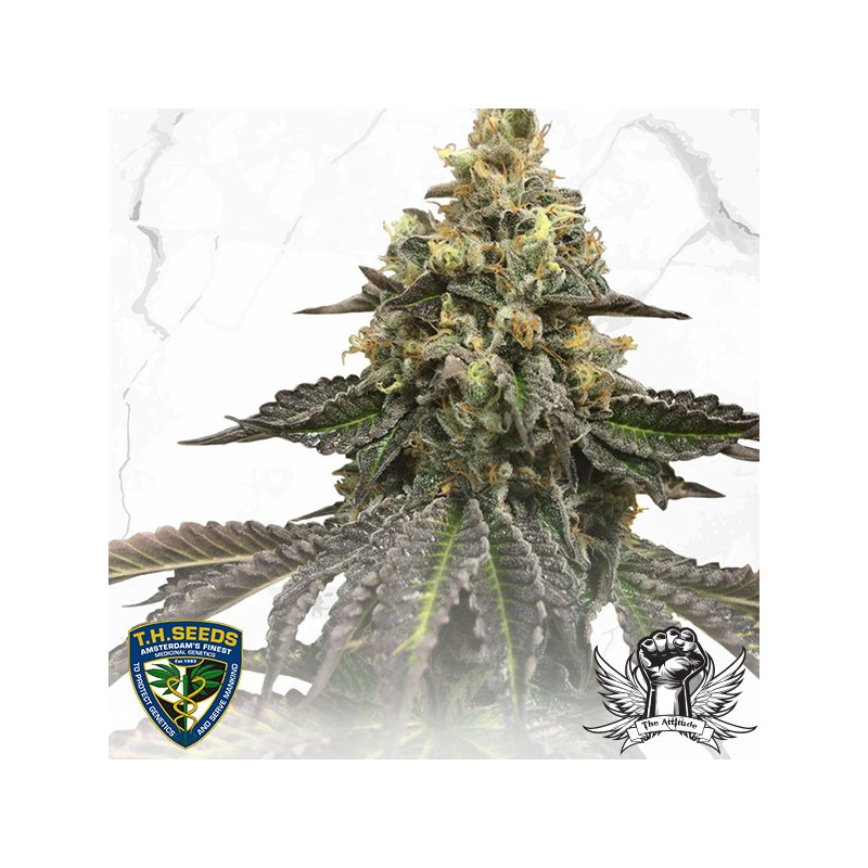 French cookies x birthday cake thseeds limited édition French cookies x birthday cake thseeds limited édition