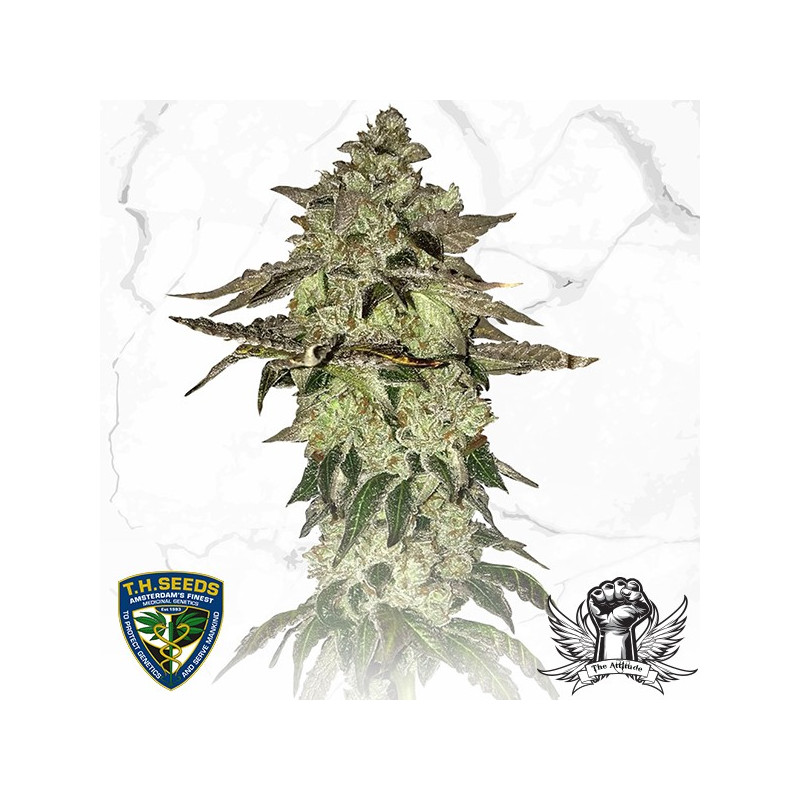 Dosidos x birthday cake thseeds limited édition Dosidos x birthday cake thseeds limited édition