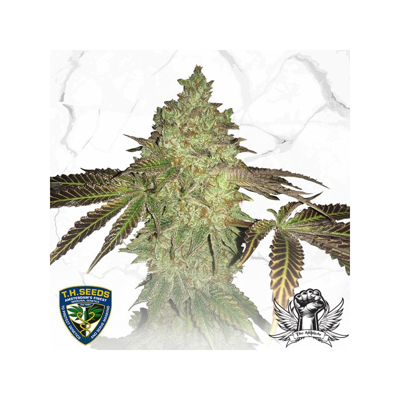 Birthday cake x birthday cake thseeds limited édition Birthday cake x birthday cake thseeds limited édition