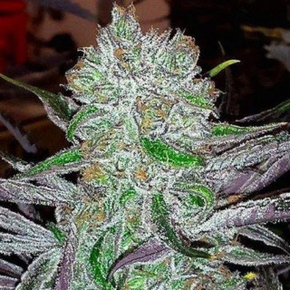 Best Friend OG - Regular - Jinxproof Genetics