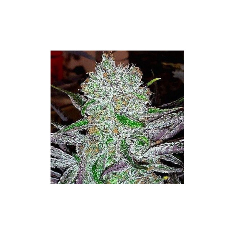 Best friend OG jinxproof genetics Best friend OG jinxproof genetics