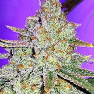 Cookie Puss - Regular - Jinxproof Genetics