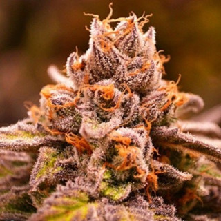 Hubba Bubba - Regular - Jinxproof Genetics