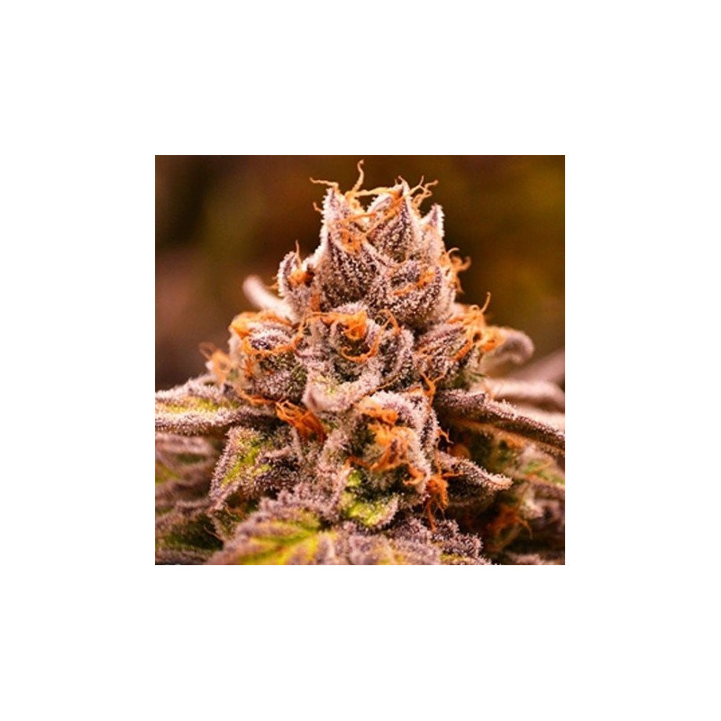 Hubba Bubba - Regular - Jinxproof Genetics