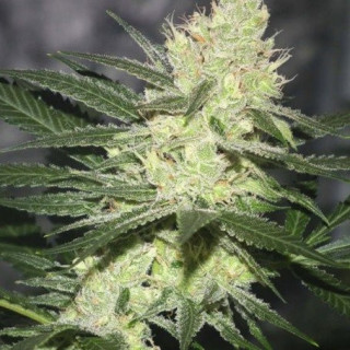 Pucker Punch - Regular - Jinxproof Genetics