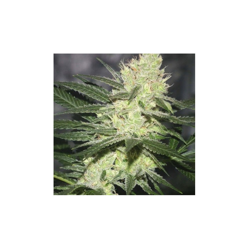 Pucker punch jinxproof genetics Pucker punch jinxproof genetics