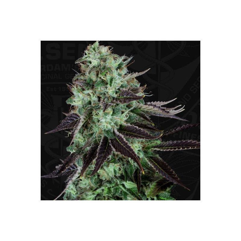 Darkstar kush thseeds féminisée Darkstar kush thseeds féminisée