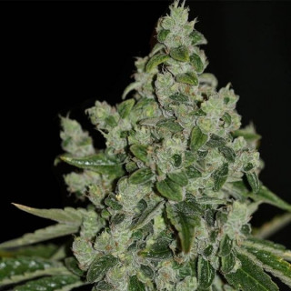 Ultrasour thseeds féminisée