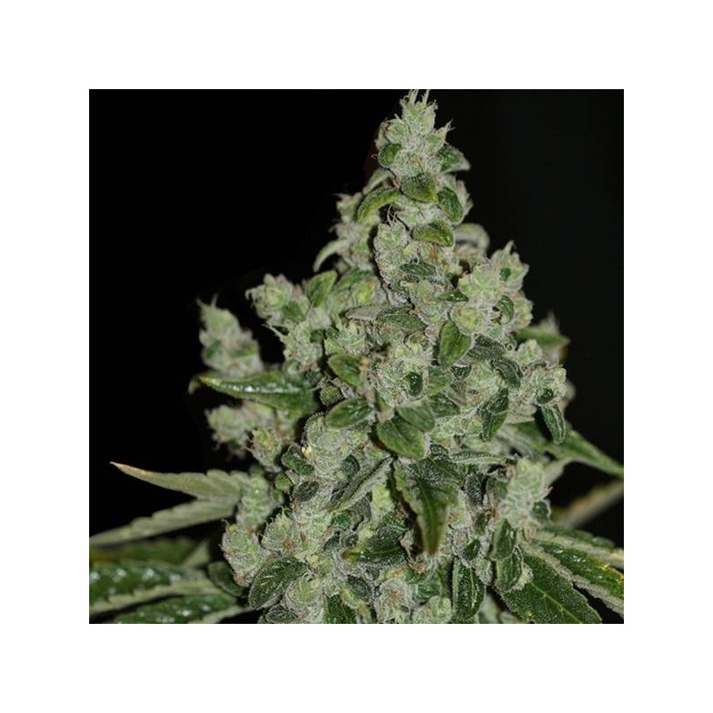 Ultrasour thseeds féminisée