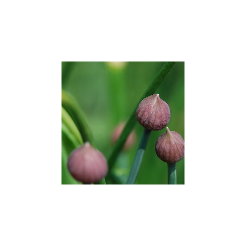 Ciboulette allium schoenoprasum kokopelli Ciboulette allium schoenoprasum kokopelli