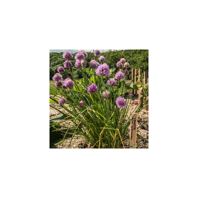 Ciboulette allium schoenoprasum kokopelli Ciboulette allium schoenoprasum kokopelli