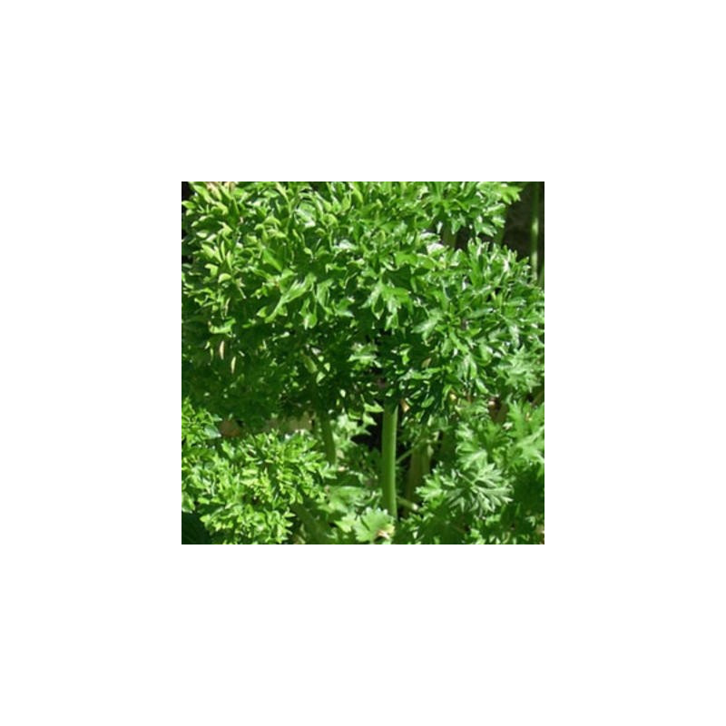 Persil frisé Green Forest - Kokopelli Persil frisé Green Forest - Kokopelli
