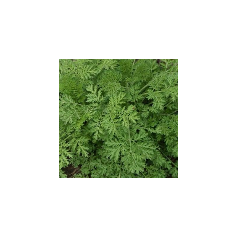 Artemisia Annua - Kokopelli Artemisia Annua - Kokopelli