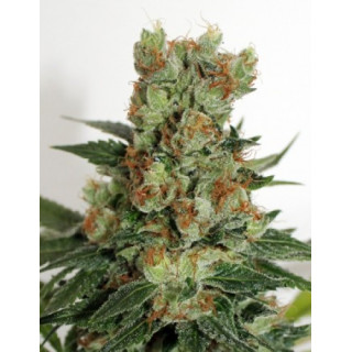 Fuel OG - Regular - Ripper Seeds