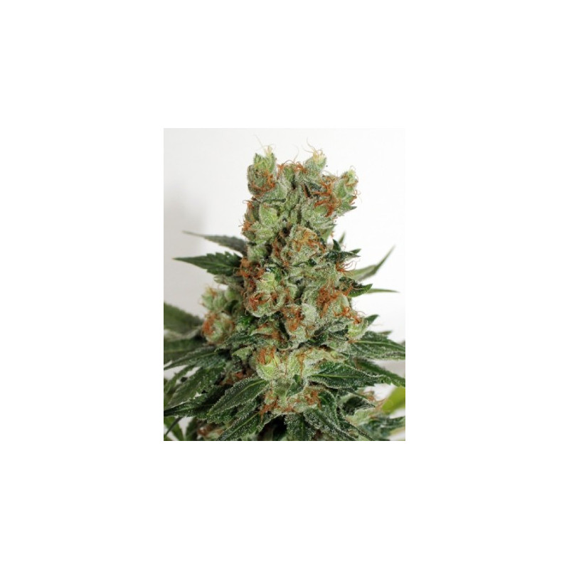 Fuel OG - Ripper Seeds Fuel OG - Ripper Seeds
