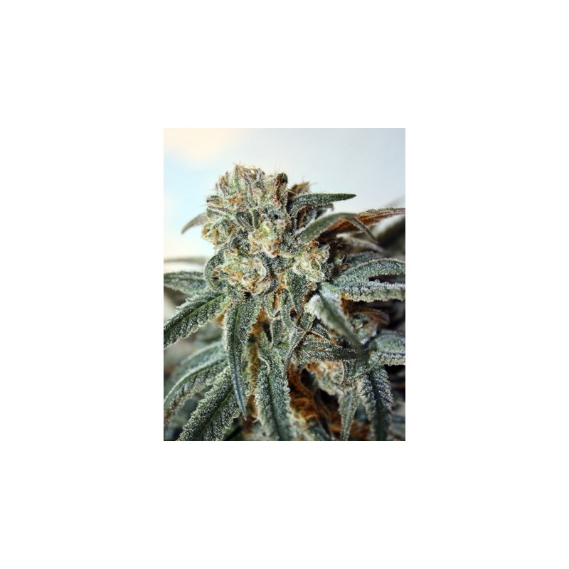 Zombie kush ripper seeds Zombie kush ripper seeds