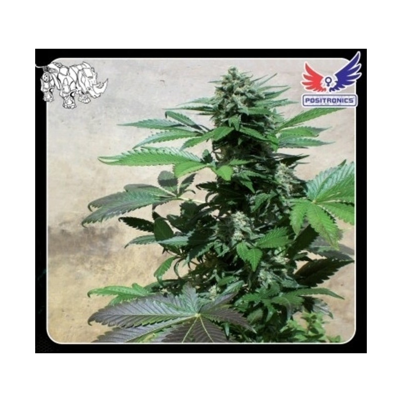 Positronics - Blue rhino FEM