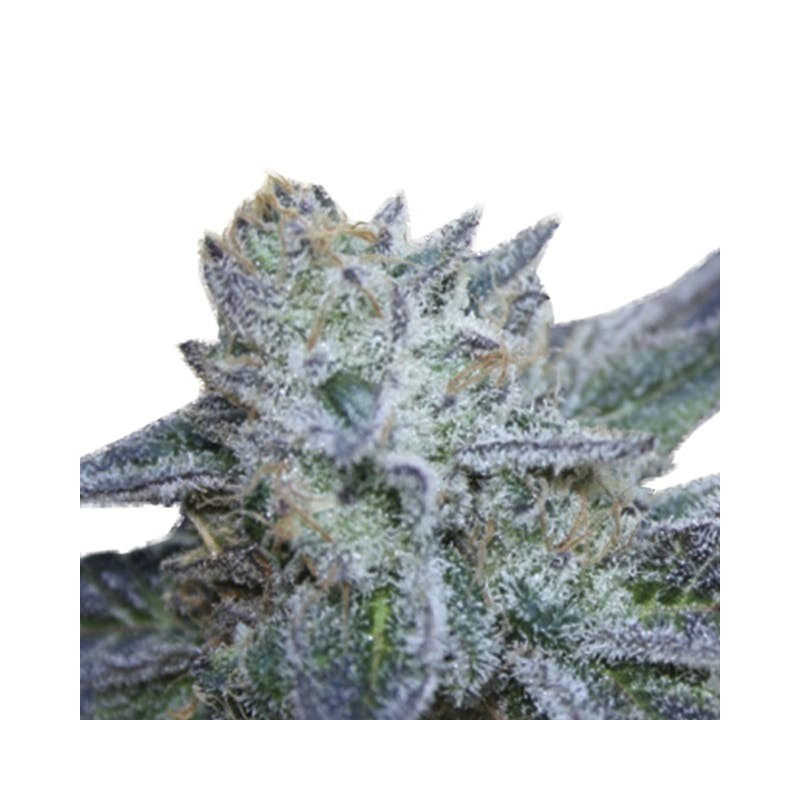 Washing machine Ripper seeds Washing machine Ripper seeds