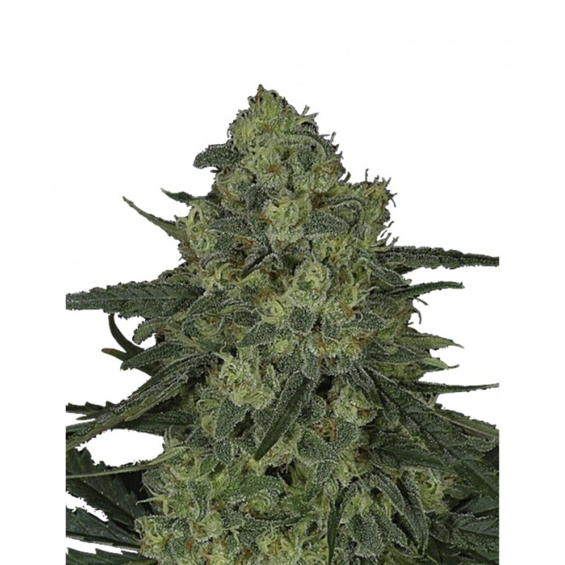 Criminal + ripper seeds Criminal + ripper seeds