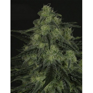 Blackvalley - Féminisée - Ripper Seeds