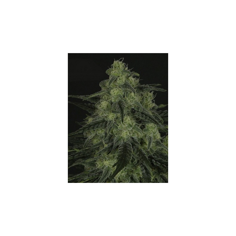 Black valley ripper seeds Black valley ripper seeds