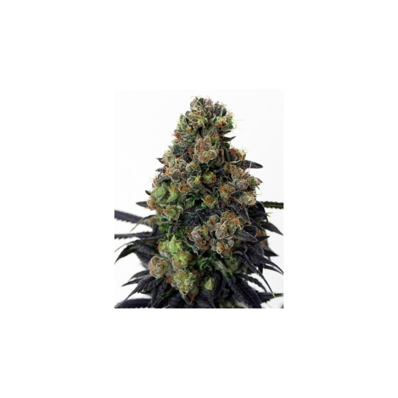 Acid doug ripper seeds Acid doug ripper seeds