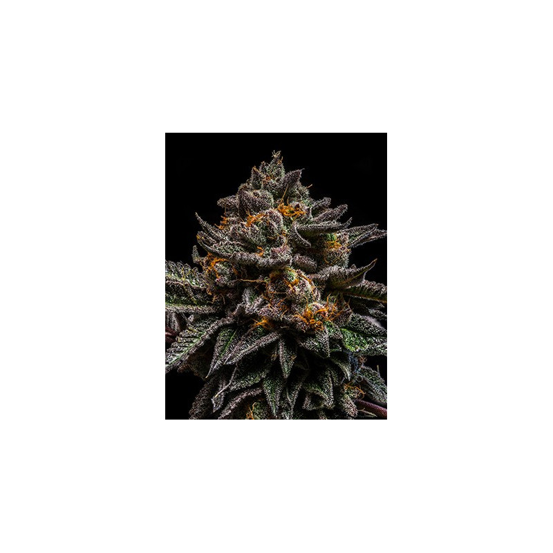 Brain cake Ripper seeds Brain cake Ripper seeds