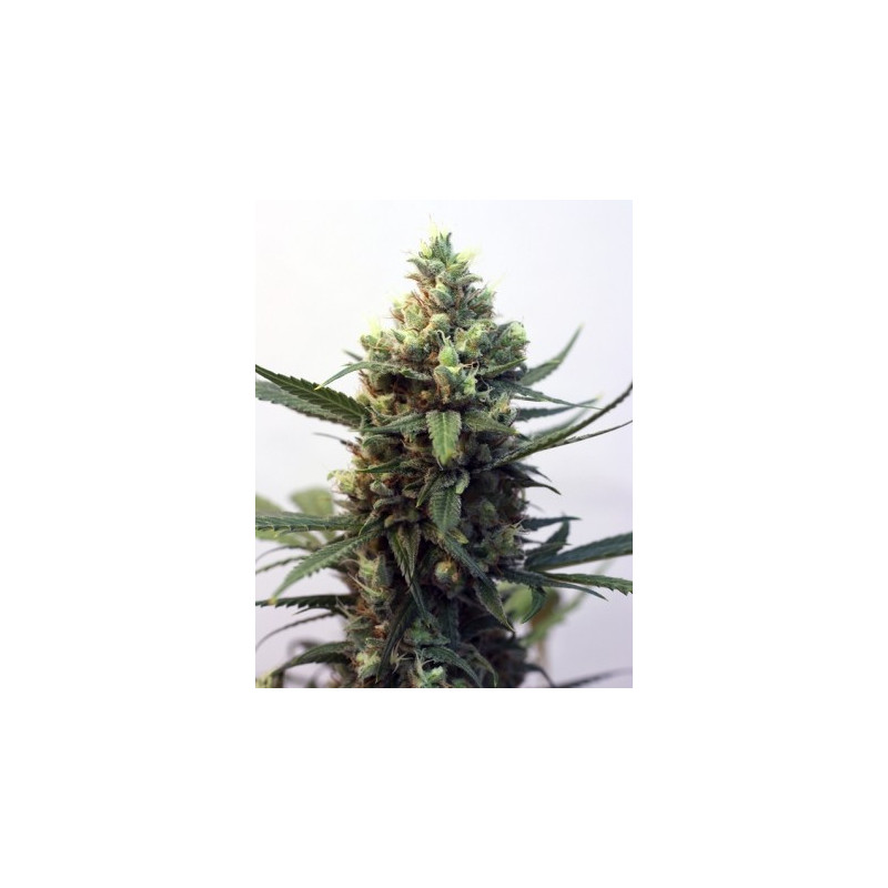 Toxic ripper seeds Toxic ripper seeds