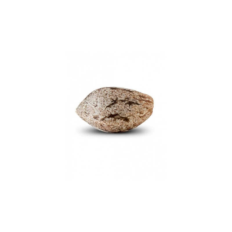 Toxic ripper seeds Toxic ripper seeds