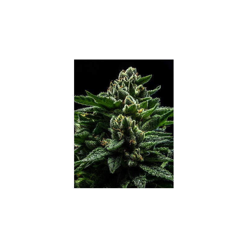 DO-G Ripper seeds féminisées DO-G Ripper seeds féminisées