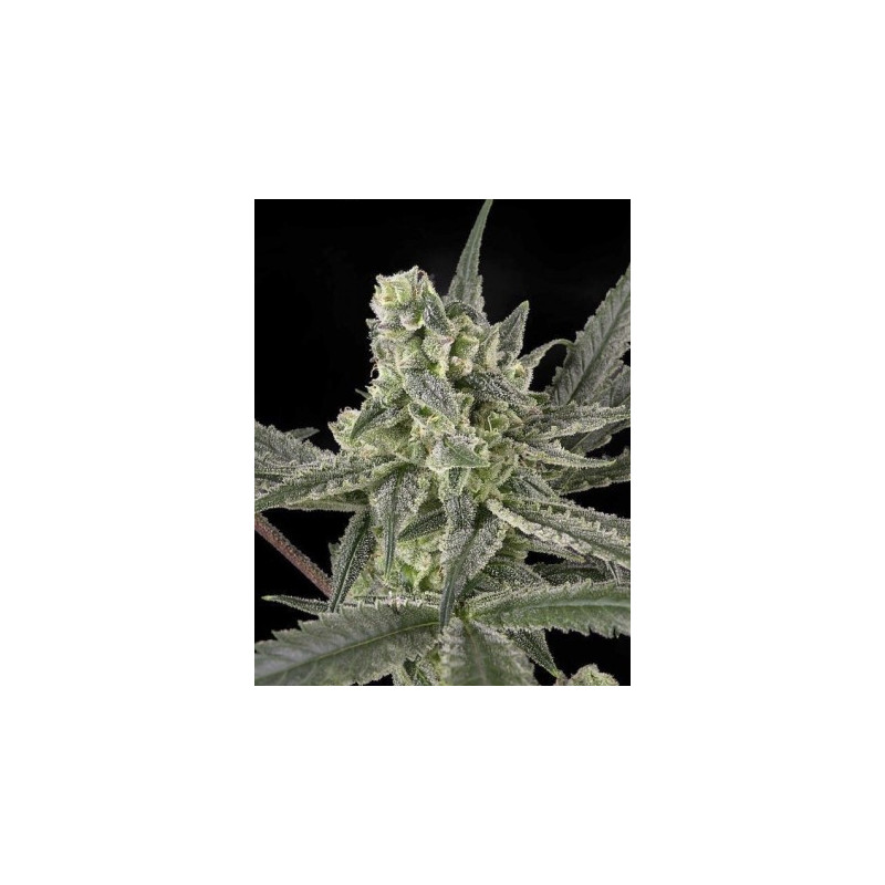 Old school ripper seeds Old school ripper seeds